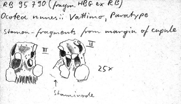 Vorschaubild Ocotea nunesii Vattimo-Gil